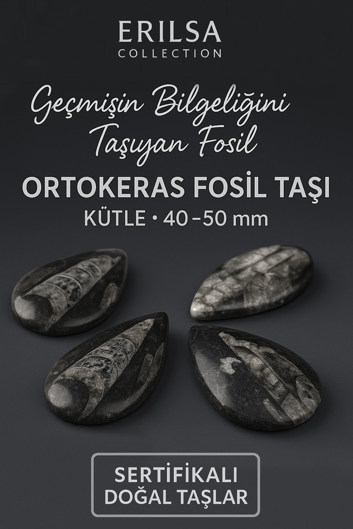 Sertifikalı Ortokeras Fosil Taşı Kütle 40–50 mm – Bilgelik ve Koruma Fosili