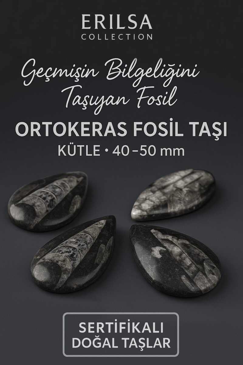 Sertifikalı Ortokeras Fosil Taşı Kütle 40–50 mm – Bilgelik ve Koruma Fosili